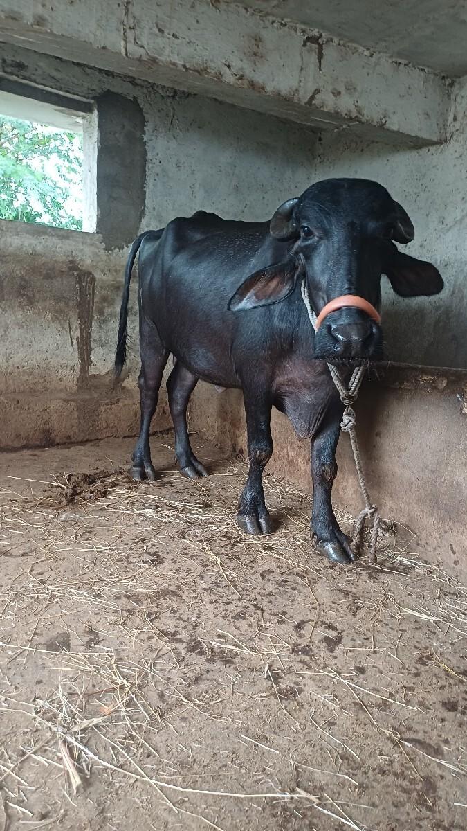 બે ભેસો વેસવાની છે