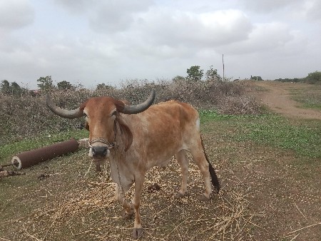 ગોઢલા મફત દેવાના છે