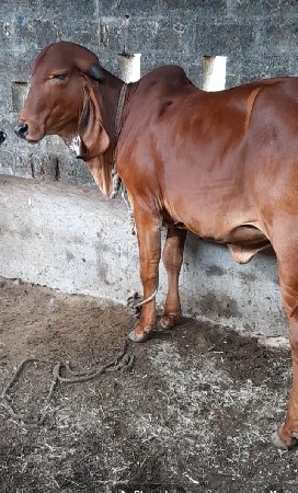 ઓરીજનલ ગીર વાછડી વેચવાની છે