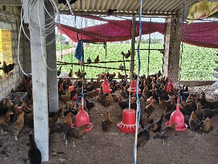 સોનાલી દેશી મૂરઘી