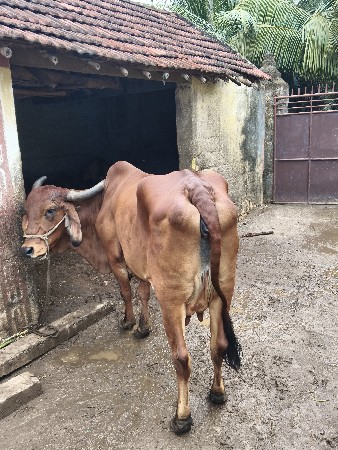 બીજું વેતેર વ્યનેલી છે