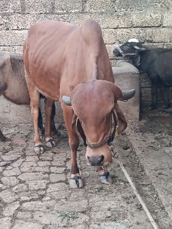 ફુલ જવાબ  દારી ફોન ન