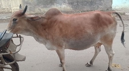 દેશી હોડકી વેચવાની છે