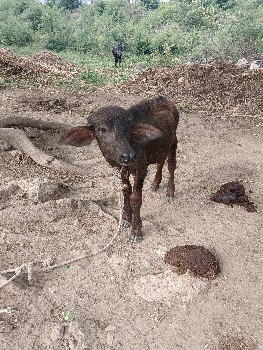 વેચવાની છે