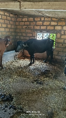 3.5 વર્ષ ની ખળેલી વેચવાની છે