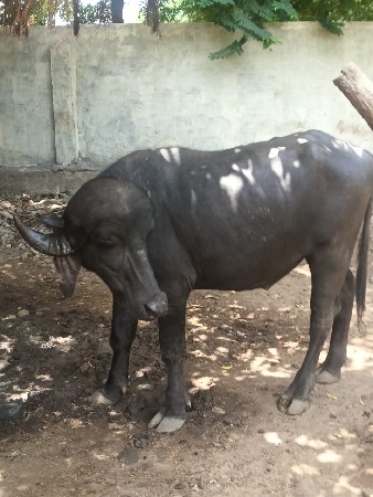 આ‌ પાડો વેચવાનો છે