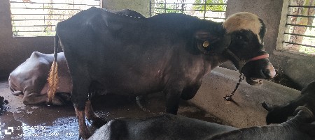 ભેસ