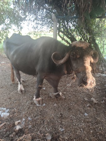 ભેસ વેચવાની છે