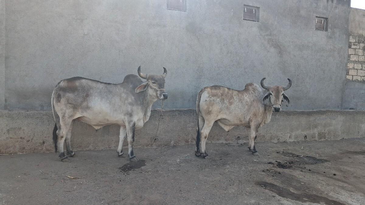 બળદ વેચવાના છે