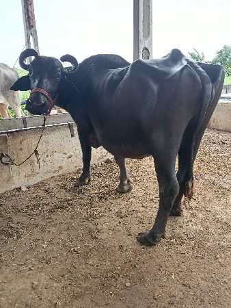 ભેંસ વેચવાની છે