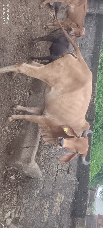 ૧ લુવેતર  હોડકી