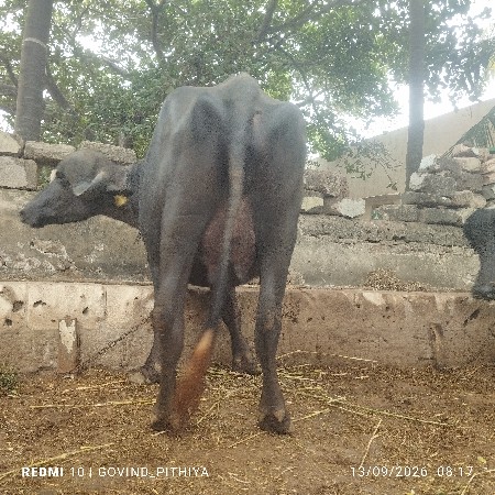 પૅલા વૅતરનૂ ખડેલુ  વૅચવાનુ છૅ