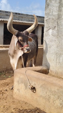 બળદ વેચવાના છે