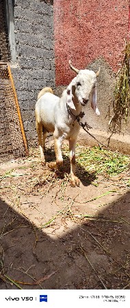 14 મનાનો