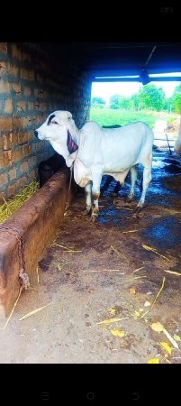 vasado vesavano se