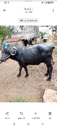 ભેંશ વે સવાની સે