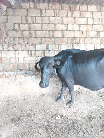આ ભેંસ વેચવાની છે
