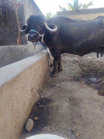 પાસારબારી