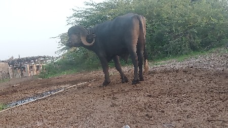 પાડો વેચવાનો છે