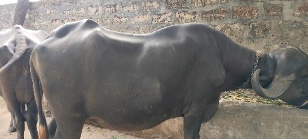 bhaya.r