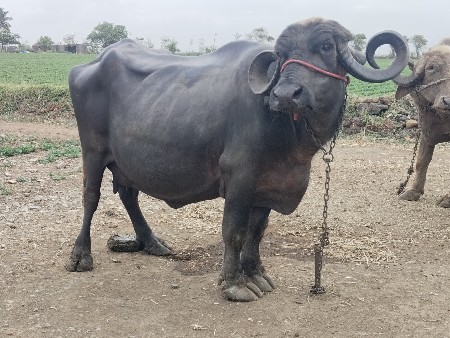 ભેંશ