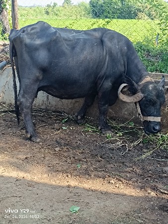 ભેંસ વેચવાની છે