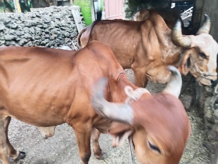 ગીર તાલાળા