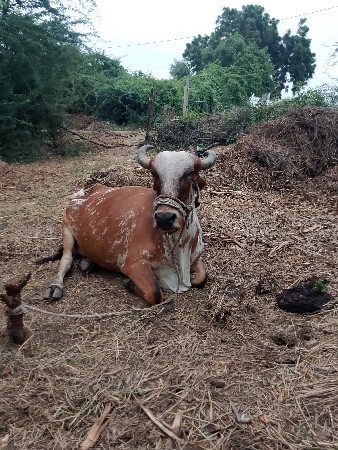 ગાય વેચવાની છે