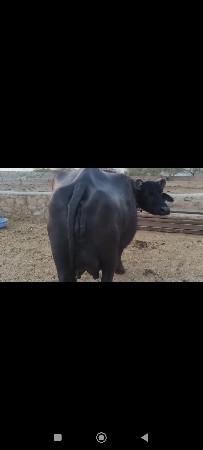 ભેંસ વેચવાની છે