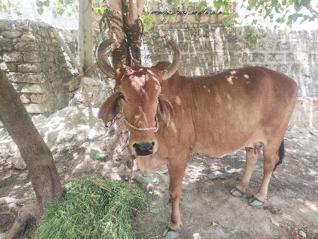 ગાય વેચવાની છે