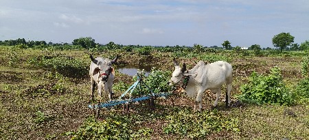 બળદ વેચવાના છે