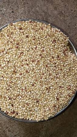 જુવાર નું બી