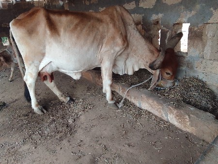 પાંચ પાંચ લીટર દૂધ