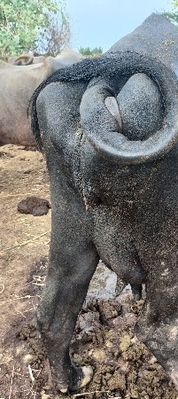 વેસવાનિસે