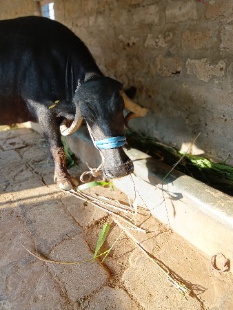 છ મહિના નું કાપ અઢી અઢી લિટર દૂધ