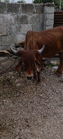 ઓડકી ગાય વેચવાની છે