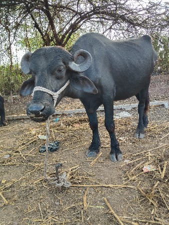 ખડેલી વેચવાની છે