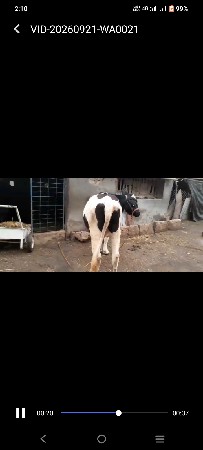 જર્સી ગાય વેચવાની છે