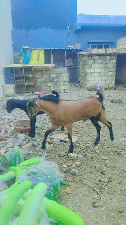 બકરો ને બકરી દેવાની છે