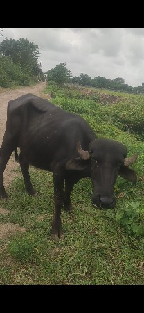 2 વરસની પાડી છે બવ સારી છે