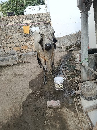 આપી દેવાનો છે