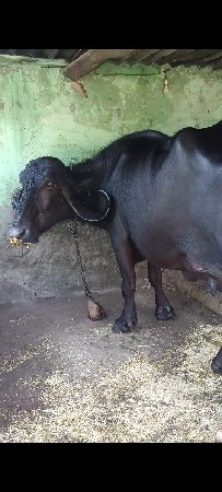 વેચવાની છે