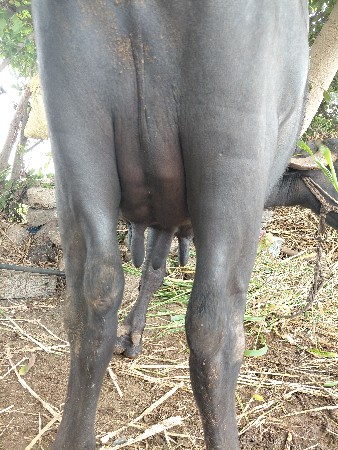 ભેસ વેચવા નીછે