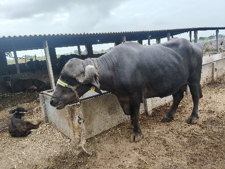 ભેંશ વેચવાની છે
