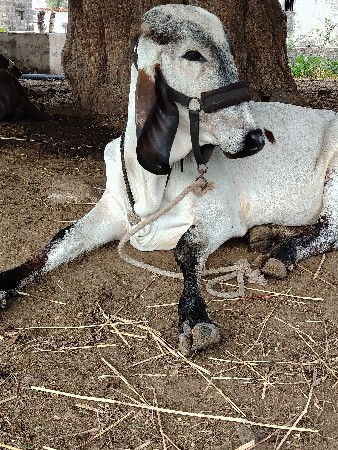 vasdi aapvani se