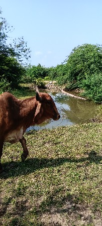 હોડકી ચાર વર્ષ ની છે