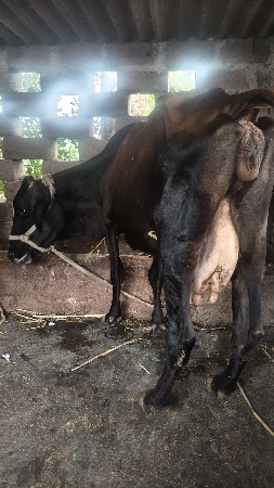 hf જર્સી ક્રોસ