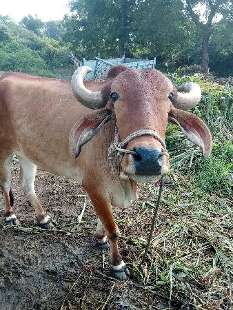 ગોઢલા વેચવાના છે