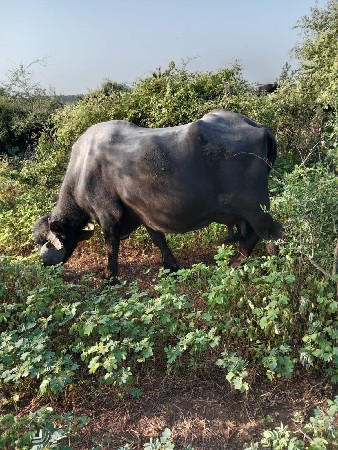 ભેંસ