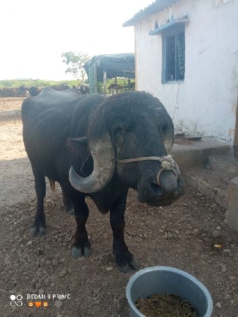 જાફરાબાદ પાડો વેંચવાનો છે